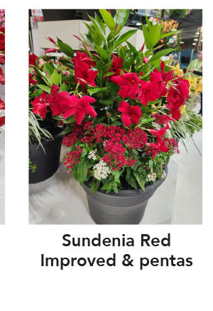 SUNDENIA® Red Improved