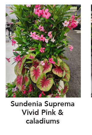 SUNDENIA® SUPREMA Vivid Pink