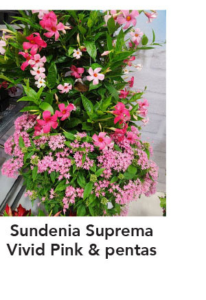 SUNDENIA® SUPREMA Vivid Pink