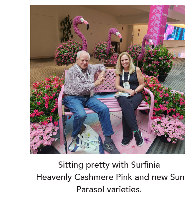 Sitting pretty with Surfinia Heavenly Cashmere Pink and new Sun Parasol varieties.