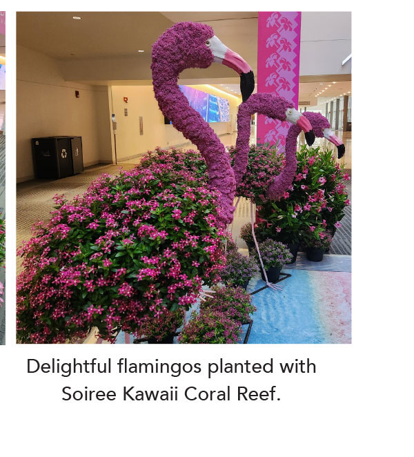 Delightful flamingos planted with Soiree Kawaii Coral Reef.