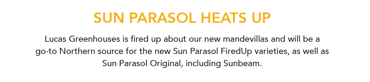 Sun Parasol