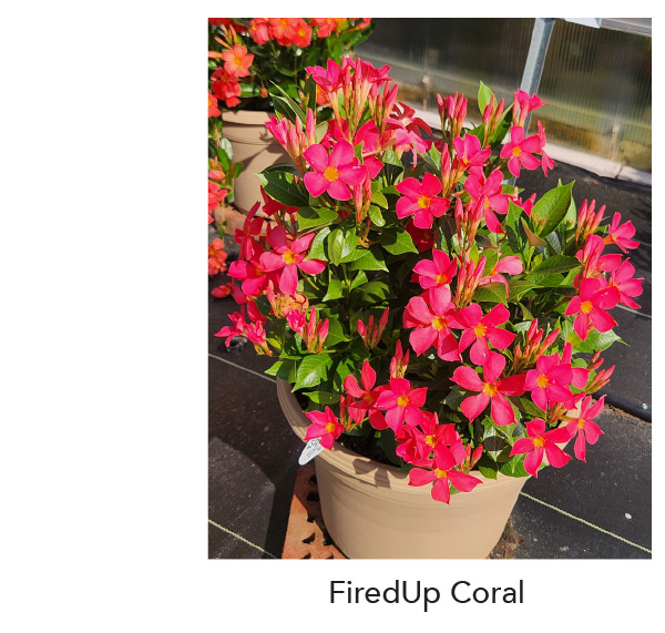 FireUp Coral