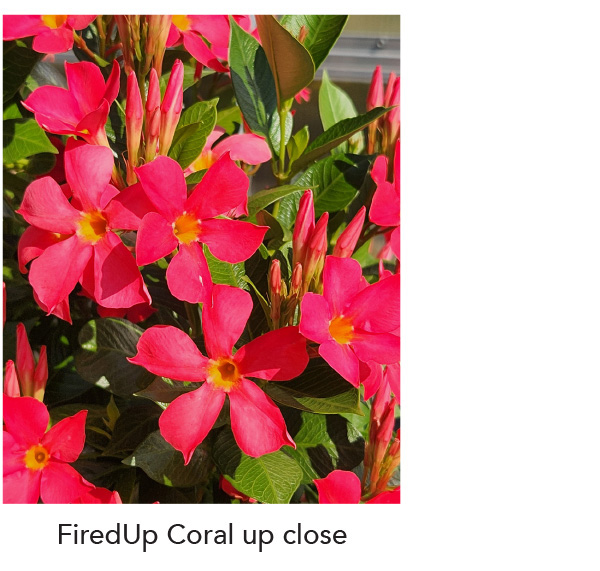 Close up of FireUp Coral