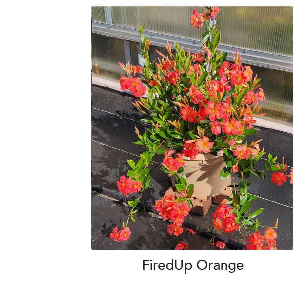 SUN PARASOL® FIREDUP™ Orange