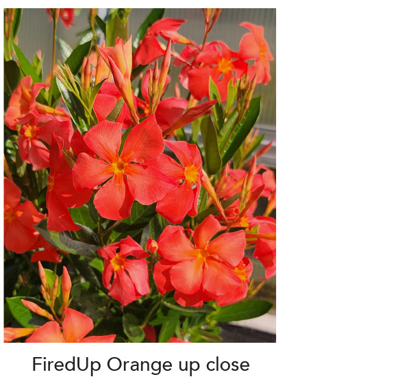 Close-up of FIREDUP™ Orange
