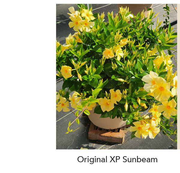 SUN PARASOL® ORIGINAL XP Sunbeam
