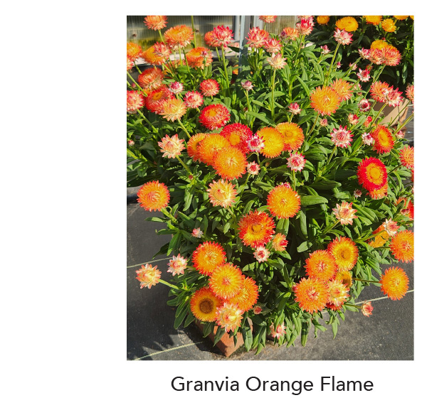 GRANVIA Orange Flame