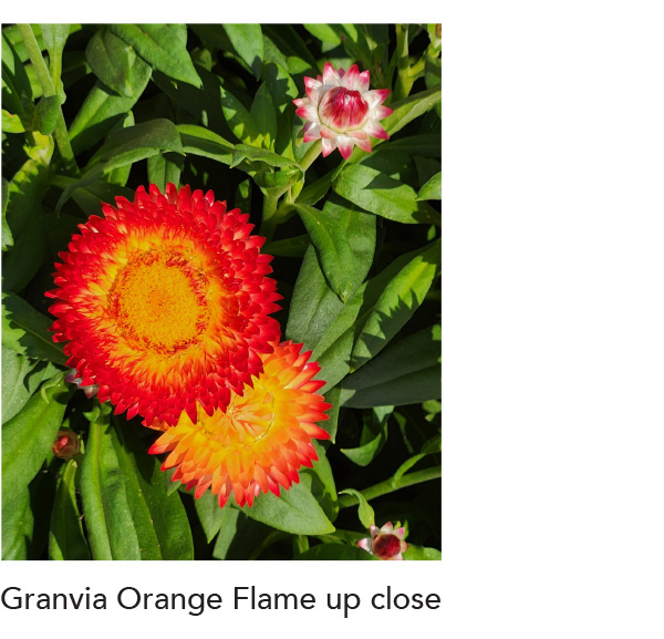 GRANVIA Orange Flame up close