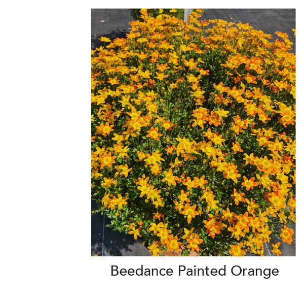 Suntory Flowers Variety View – Lucas Trial Garden Highlights