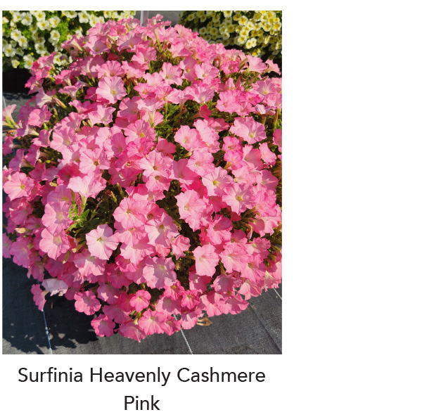 SURFINIA® Heavenly Cashmere Pink