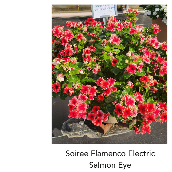 SOIREE® FLAMENCO Electric Salmon Eye