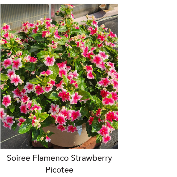 SOIREE® FLAMENCO Strawberry Picotee