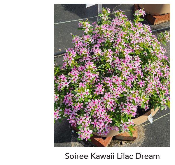 SOIREE KAWAII® Lilac Dream