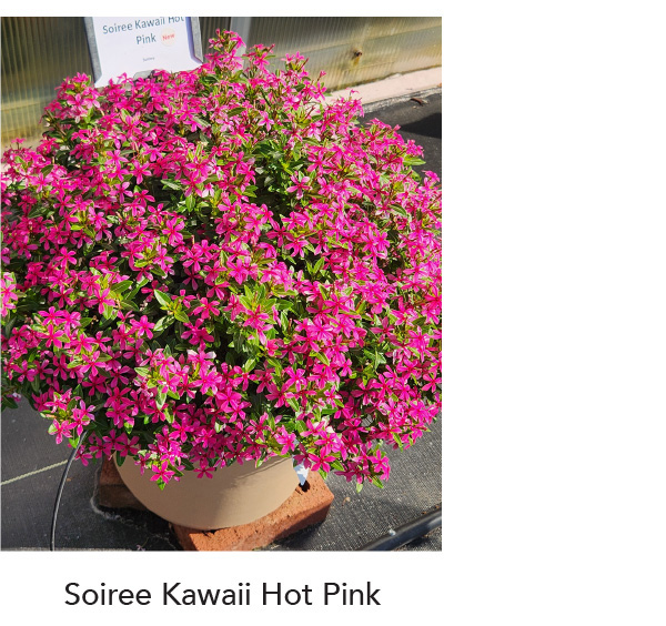 SOIREE KAWAII® Hot Pink