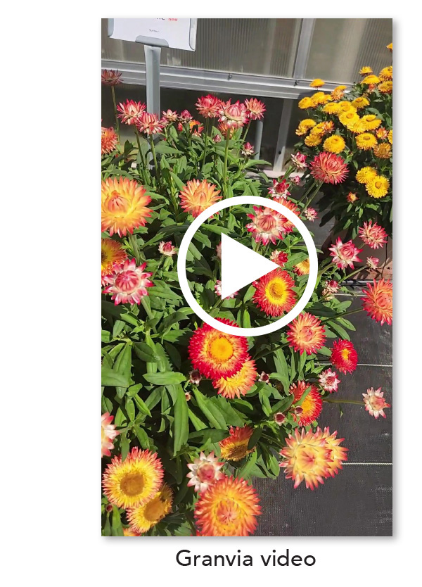 Granvia video