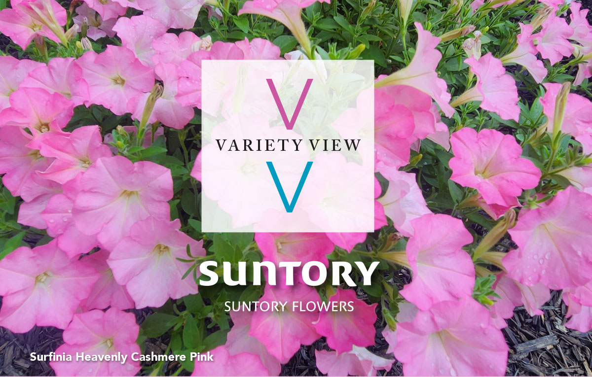 SURFINIA® Heavenly Cashmere Pink