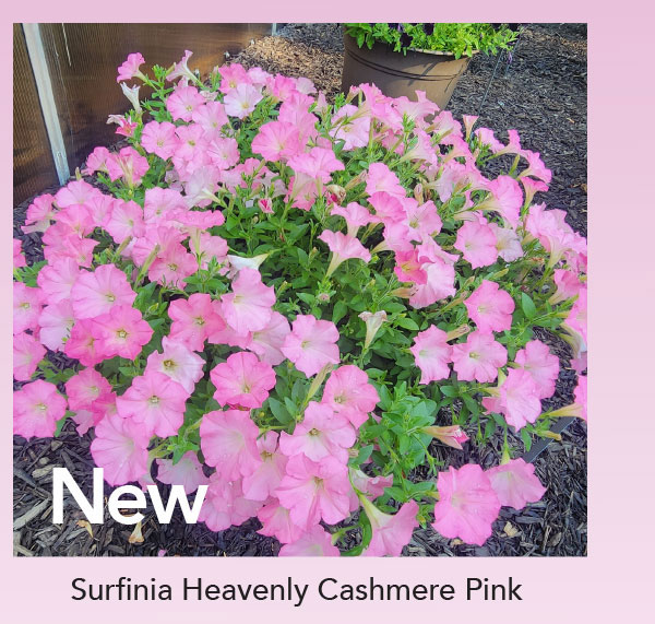 NEW SURFINIA® Heavenly Cashmere Pink