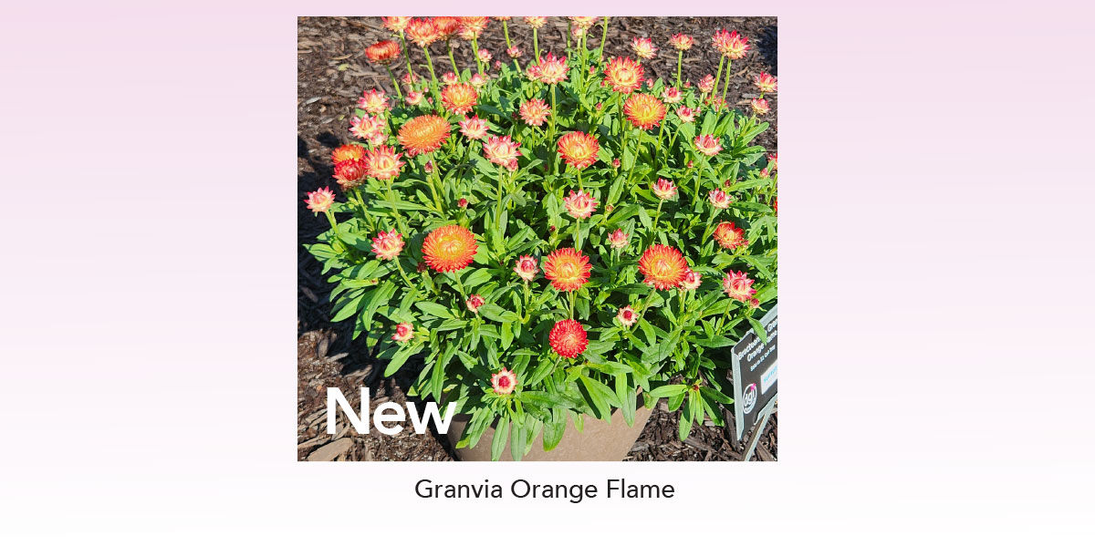 NEW GRANVIA Orange Flame
