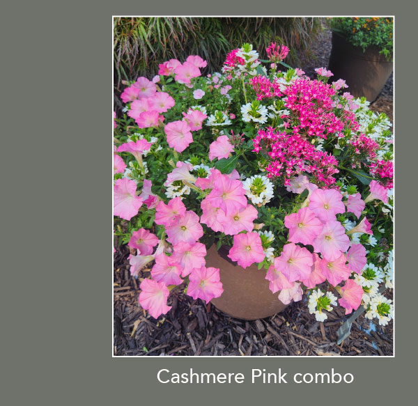 cashmere pink combos
