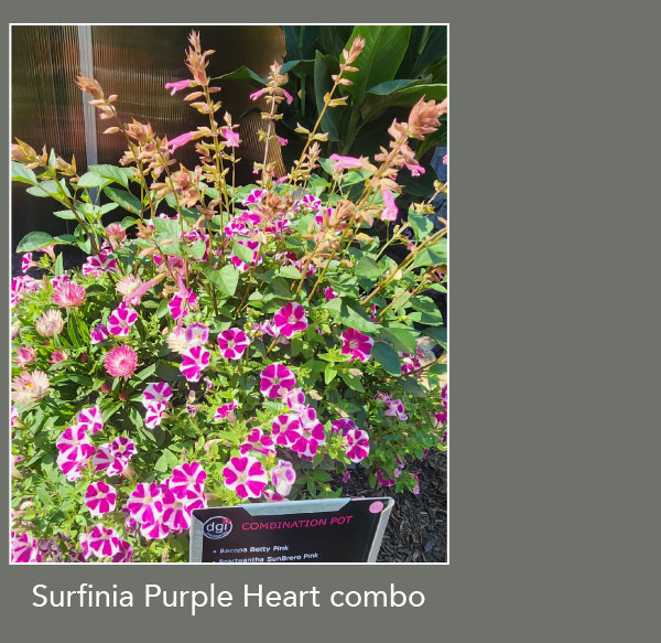 SURFINIA® Purple Heart combo