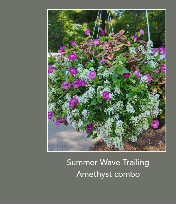SUMMER WAVE® TRAILING Amethyst combo