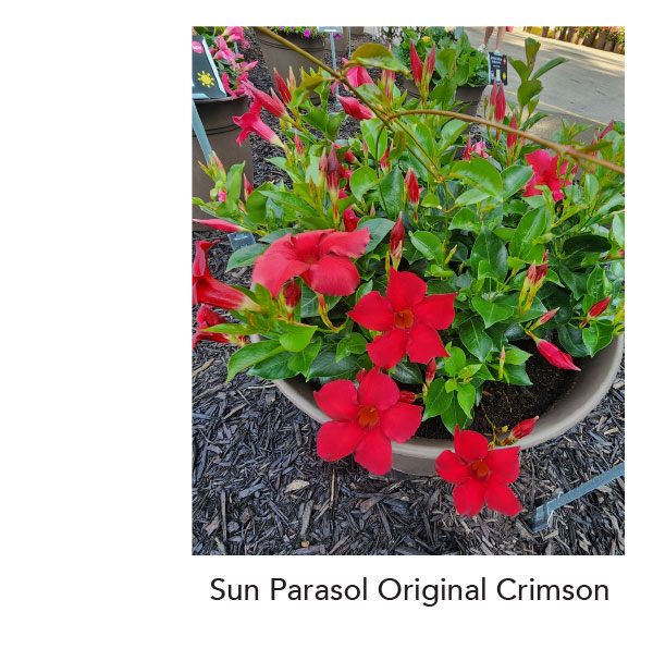 SUN PARASOL® ORIGINAL Crimson