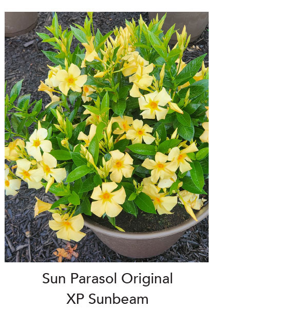 SUN PARASOL® ORIGINAL XP Sunbeam