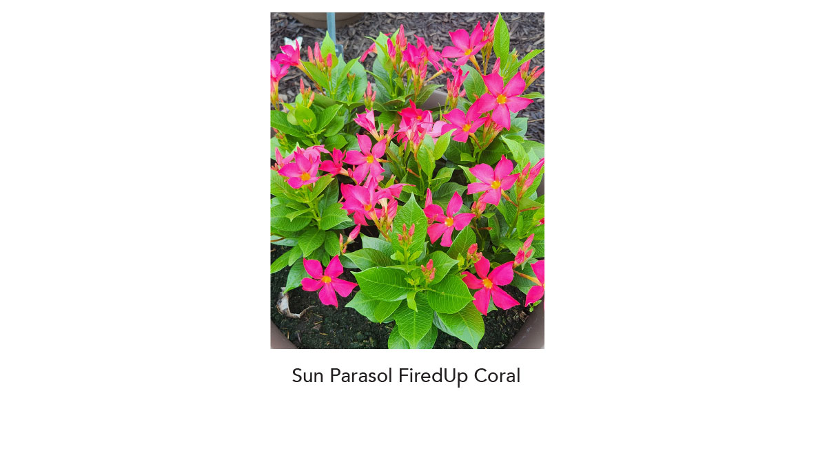 SUN PARASOL® FIREDUP™ Coral