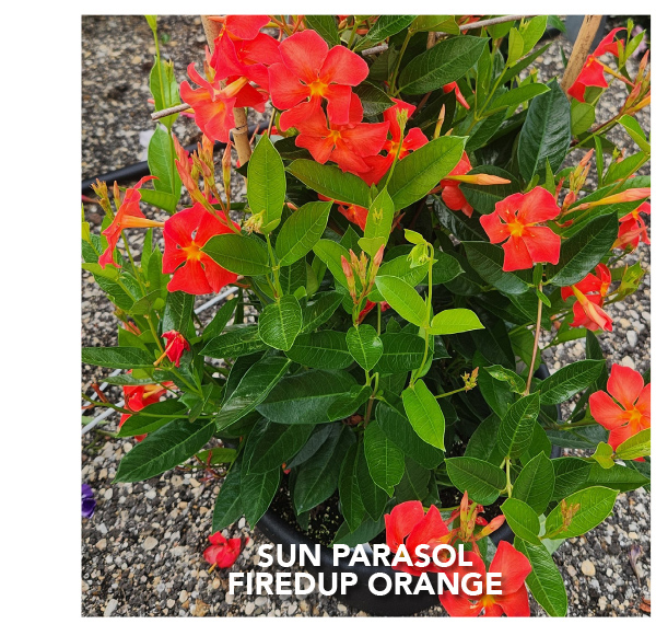 No. 4 - SUN PARASOL® FIREDUP™ Orange