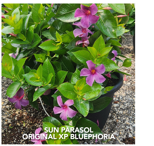 No. 17 - SUN PARASOL® ORIGINAL XP Bluephoria™ Mandevilla hybrid