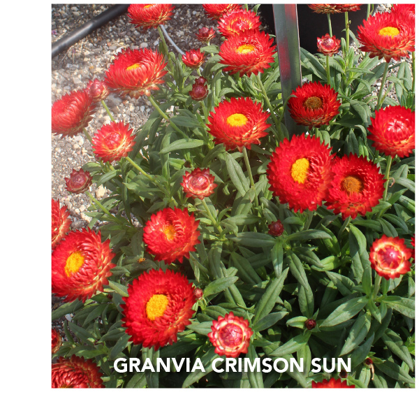 No. 21 – GRANVIA Crimson Sun
