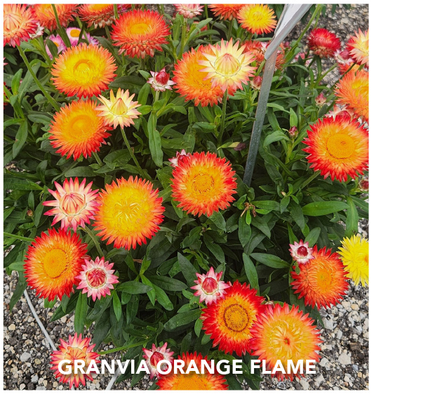 No. 24 – GRANVIA Orange Flame