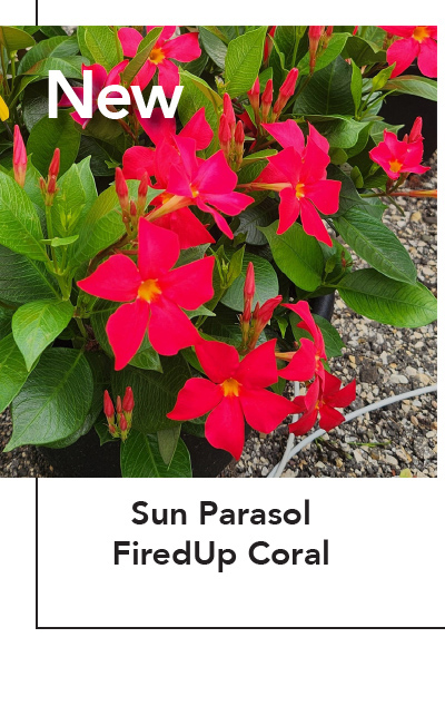 SUN PARASOL® FIREDUP™ Coral