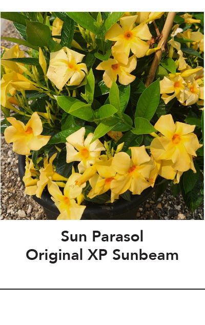 SUN PARASOL® ORIGINAL XP Sunbeam