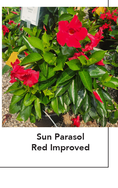 SUNDENIA® Red Improved