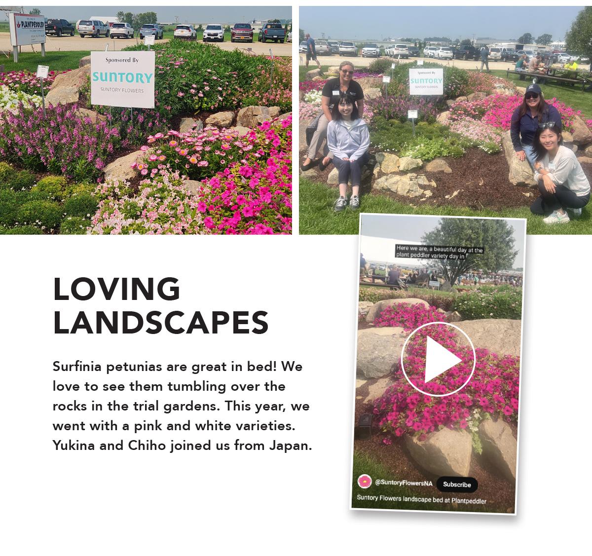 Suntory landscape bed video