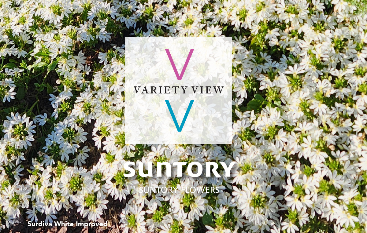 SURDIVA® White Improved