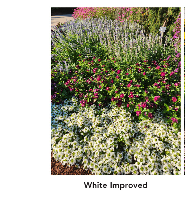 SURDIVA® White Improved