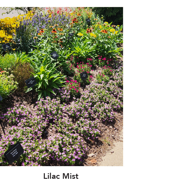 SURDIVA® Lilac Mist