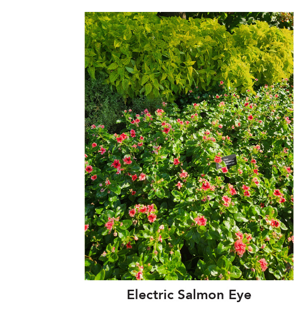 SOIREE® FLAMENCO Electric Salmon Eye