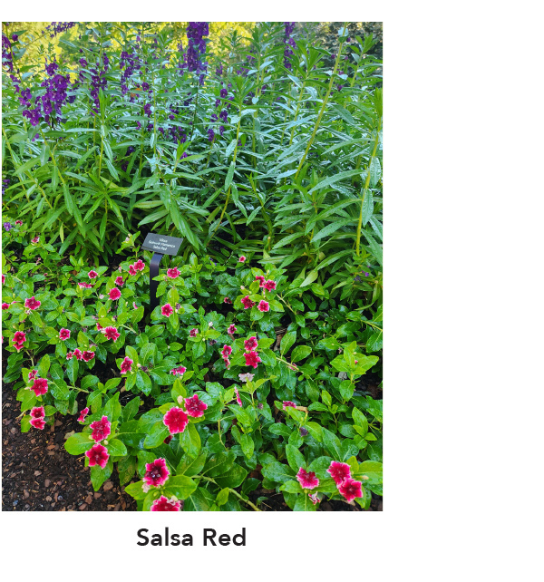 SOIREE® FLAMENCO Salsa Red