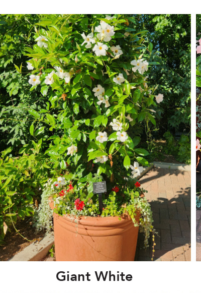 SUN PARASOL® GIANT White
