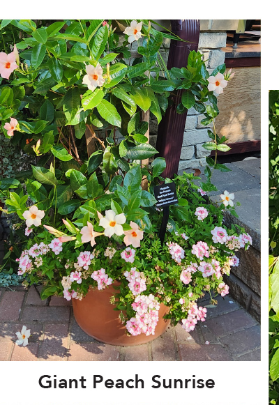 SUN PARASOL® GIANT Peach Sunrise