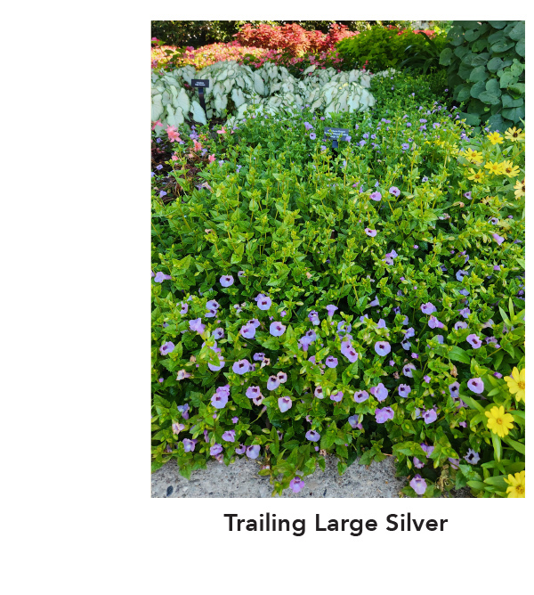 SUMMER WAVE® TRAILING Large Silver