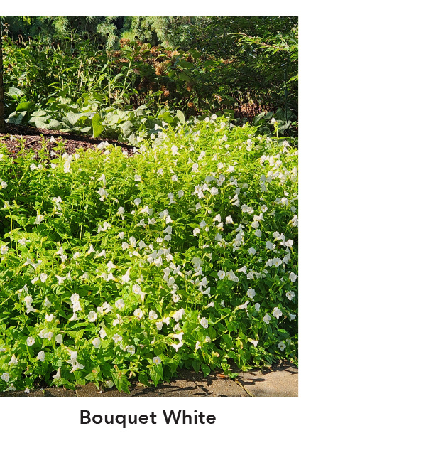 SUMMER WAVE® BOUQUET White