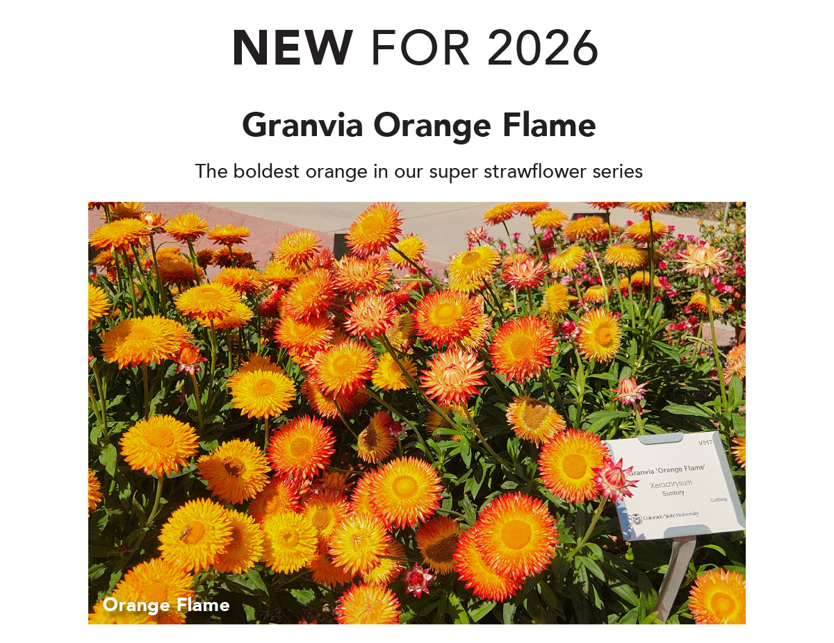 Granvia Orange Flame – The boldest orange in our super strawflower series