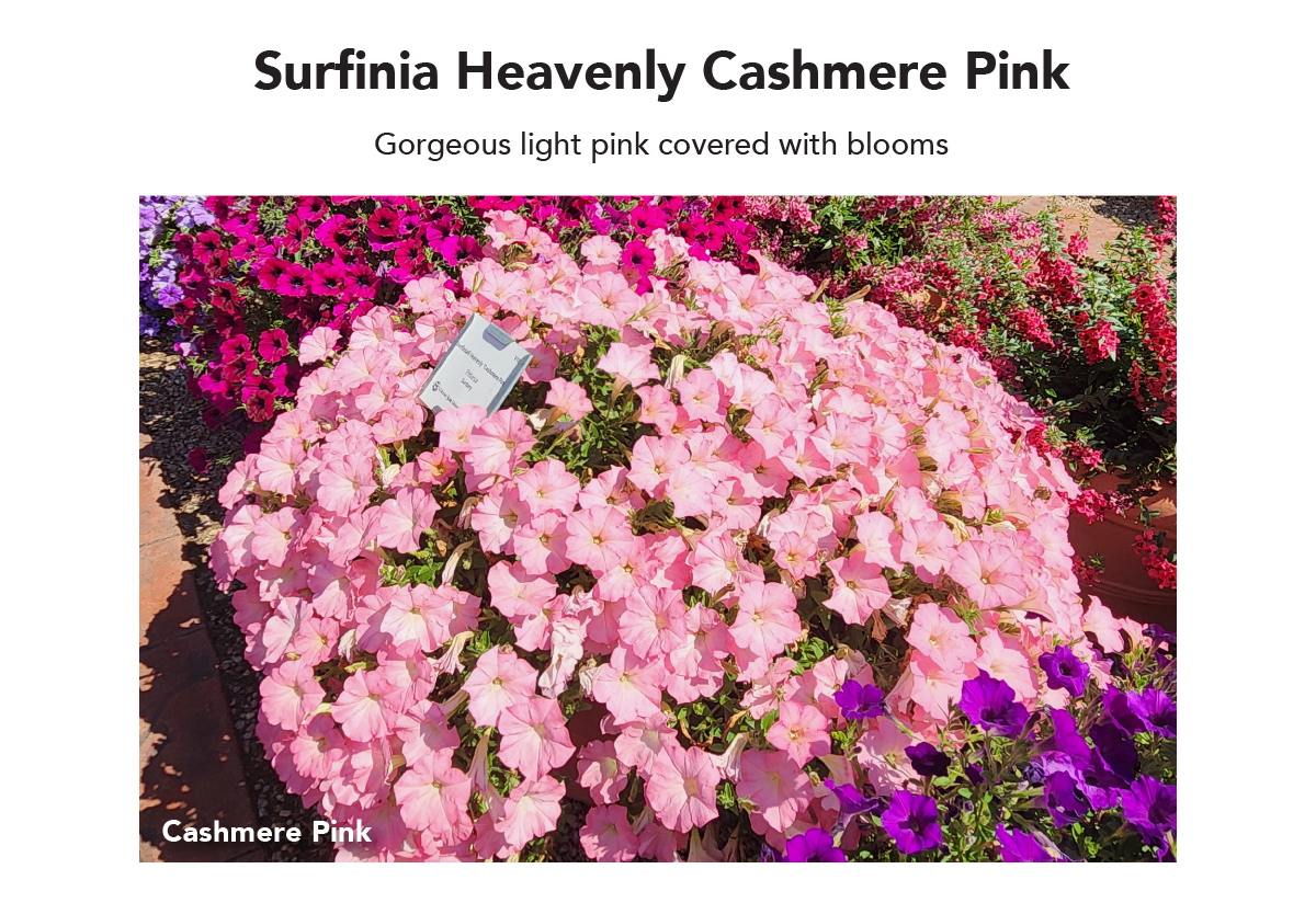 Surfinia Heavenly Cashmere Pink – Gorgeous light pink covered with blooms