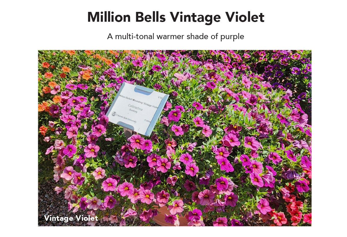MILLION BELLS® MOUNDING Vintage Violet – A multi-tonal warmer shade of purple
