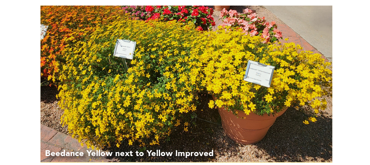 BEEDANCE® Yellow Improved next to Yellow Improved